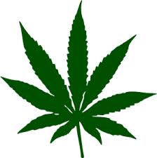 Pot store misspells cannabis