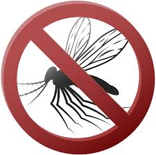 Mosquitoes largely absent in Seattle